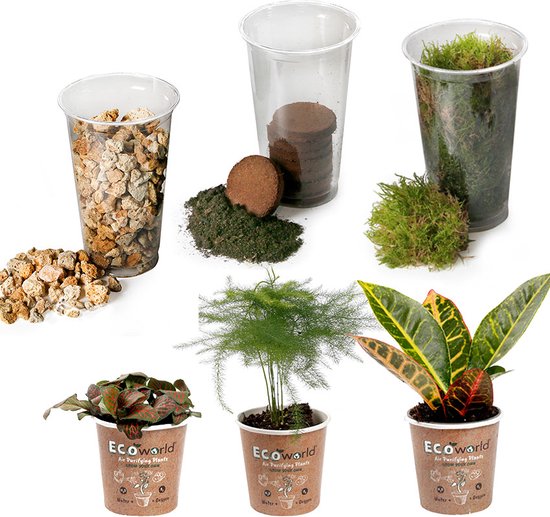 vdvelde.com - Ecosysteem plant Tropical DIY Set - Mini Terrarium Planten - 3 Kamerplanten - Substraat - Grond - Mos