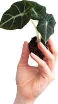 PLNTS - Baby Alocasia Black Velvet (Olifantsoor) - Kamerplant Reginula - Stekplantje 2 cm - Hoogte 10 cm