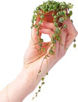 PLNTS - Baby Peperomia Prostrata (Dwergpeper) - Kamerplant String of Turtles - Kweekpot 6 cm - Hoogte 10 cm