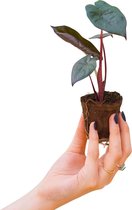 PLNTS - Baby Alocasia Yucatan Princess (Olifantsoor) - Kamerplant - Stekplantje 4 cm - Hoogte 25 cm
