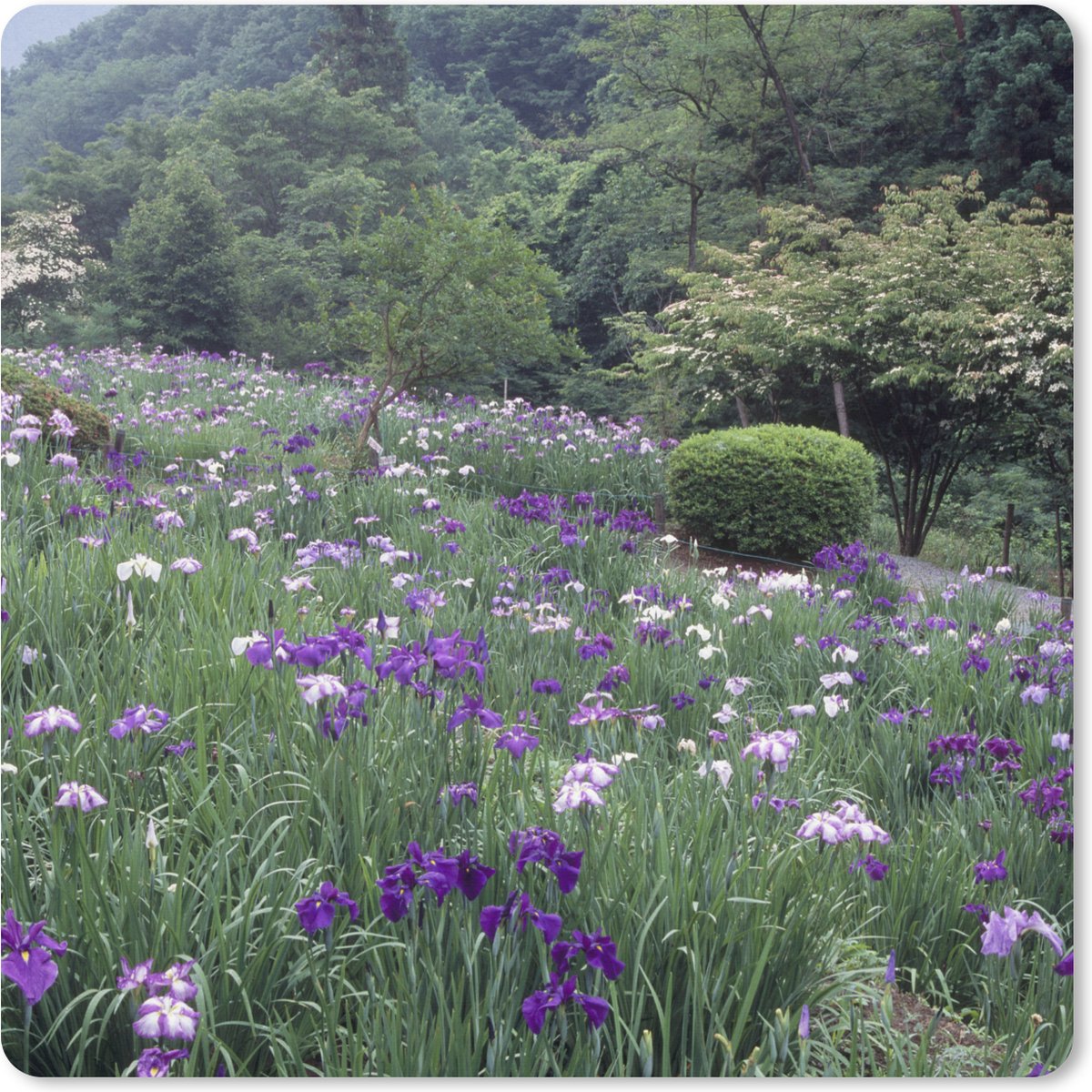 Muismat XXL 50x50 cm - Bureau onderlegger - Bureau mat Japanse irisbloemen - Heuvel - Struiken - Bureaumat - Gaming mousepad xl - Bureaulegger groot - Computer deskmat