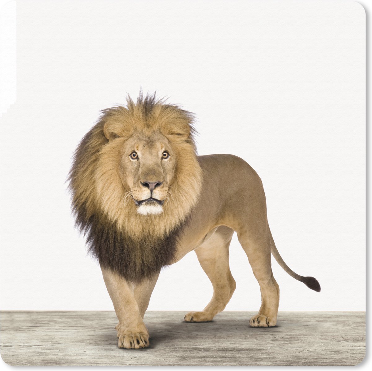 Muismat XXL 50x50 cm - Bureau onderlegger - Bureau mat Dieren - Leeuw - Wit - Bureaumat - Gaming mousepad xl - Bureaulegger groot - Computer deskmat