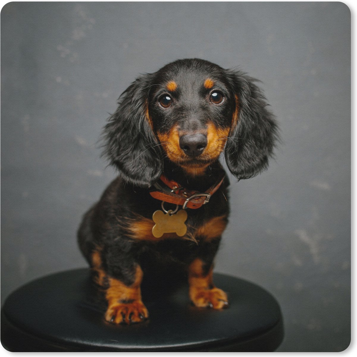 Muismat XXL 80x80 cm - Bureau onderlegger - Bureau mat Studio foto van teckel puppy - Bureaumat - Gaming mousepad xl - Bureaulegger groot - Computer deskmat