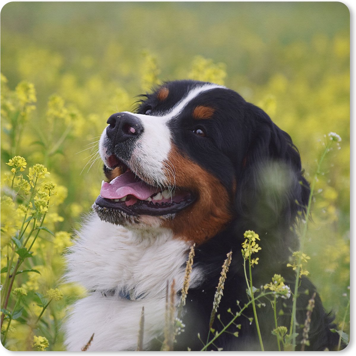 Muismat XXL 80x80 cm - Bureau onderlegger - Bureau mat Een Berner Sennenhond tussen de gele bloemen - Bureaumat - Gaming mousepad xl - Bureaulegger groot - Computer deskmat