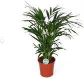 Areca Dypsis lutecens of Goudpalm ↨ 60cm - hoge kwaliteit planten
