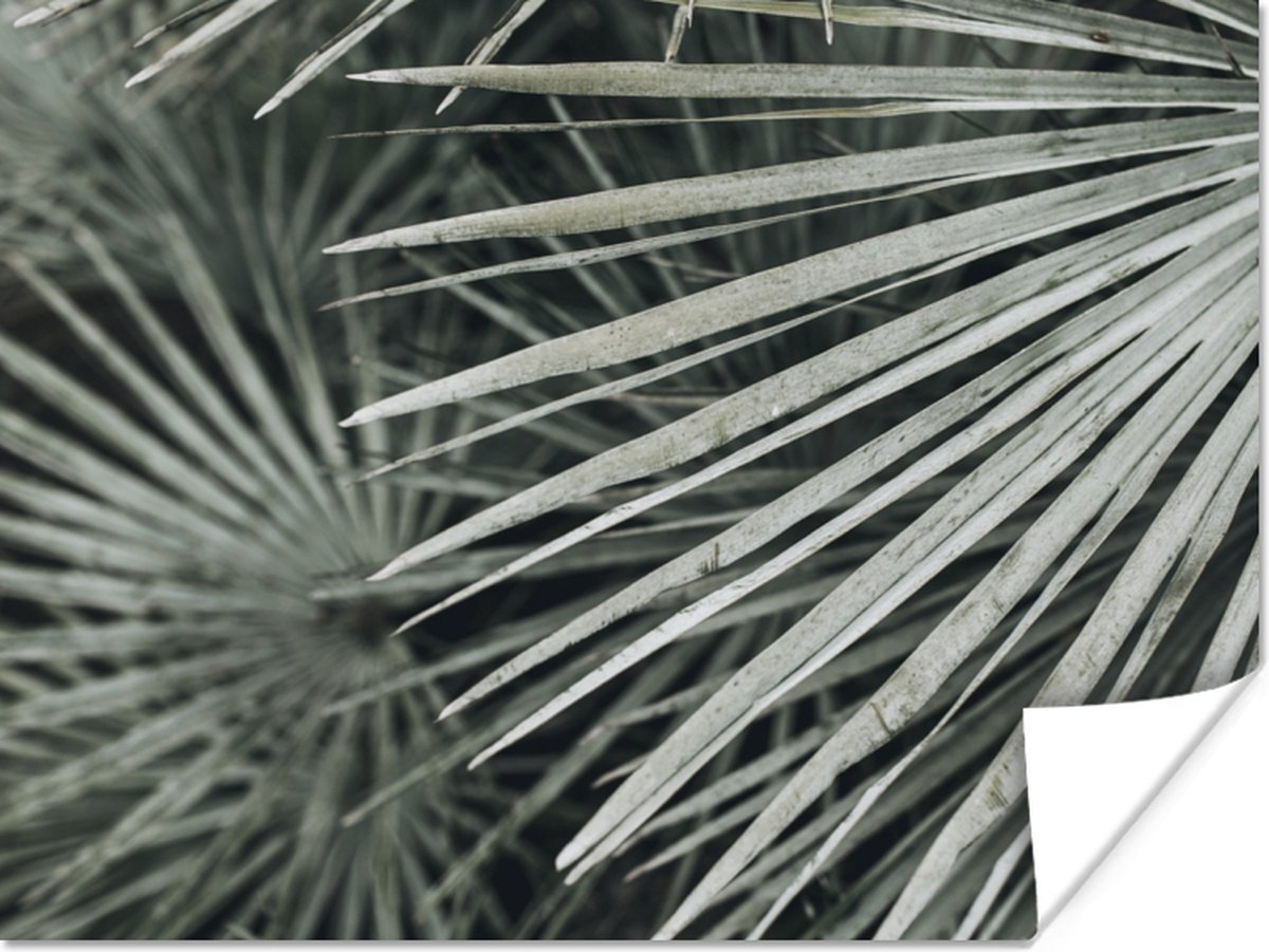 Poster Bladeren - Groen - Palm - 40x30 cm