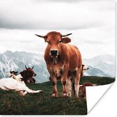 Poster Dieren - Koe - Berg - 50x50 cm