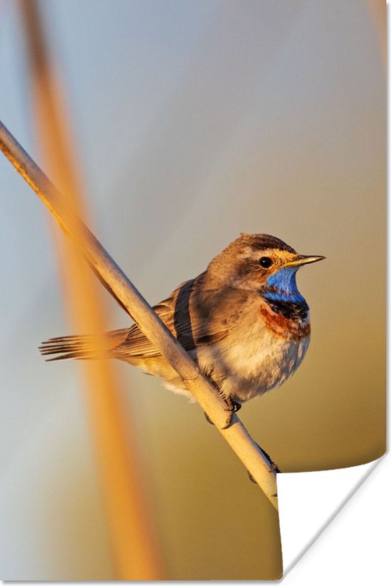 Affiche Vogels - Gorgebleue à miroir - Roseau - 60x90 cm