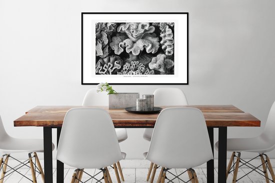 Cadre photo avec affiche - Art - Corail - Ernst Haeckel - Maîtres anciens - Nature - 90x60 cm - Cadre pour affiche