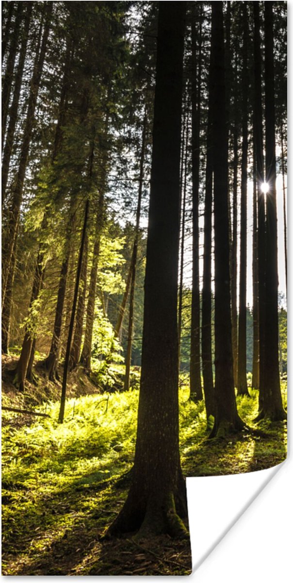 Poster Boom - Natuur - Zon - Bos - 20x40 cm