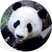 WallCircle - Wandcirkel ⌀ 30 - Panda - Dier - Bladeren - Ronde schilderijen woonkamer - Wandbord rond - Muurdecoratie cirkel - Kamer decoratie binnen - Wanddecoratie muurcirkel - Woonaccessoires
