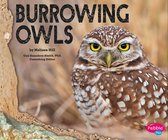 Owls - Burrowing Owls