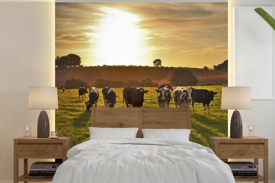 Behang - Fotobehang Koeien - Zon - Licht - Breedte 300 cm x hoogte 300 cm