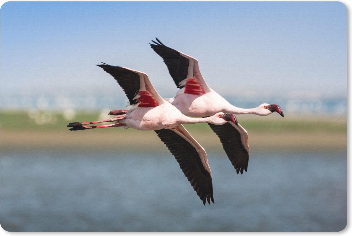 Muismat XXL - Bureau onderlegger - Bureau mat - Twee synchroon vliegende flamingo's - 120x80 cm - XXL muismat