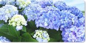 Muismat XXL - Bureau onderlegger - Bureau mat - Japanse hortensia bloemen - 120x60 cm - XXL muismat