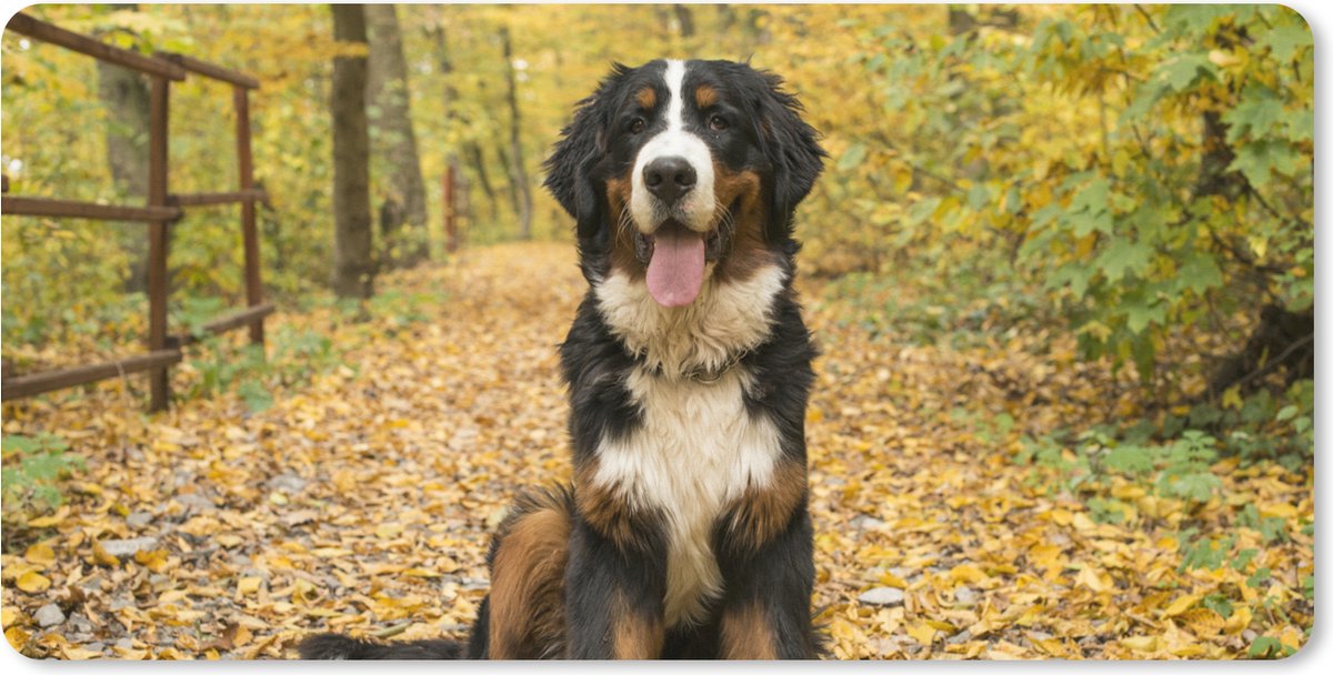 Muismat XXL 90x45 cm - Bureau onderlegger - Bureau mat Een Berner Sennenhond met mooie herfstbladeren - Bureaumat - Gaming mousepad xl - Bureaulegger groot - Computer deskmat