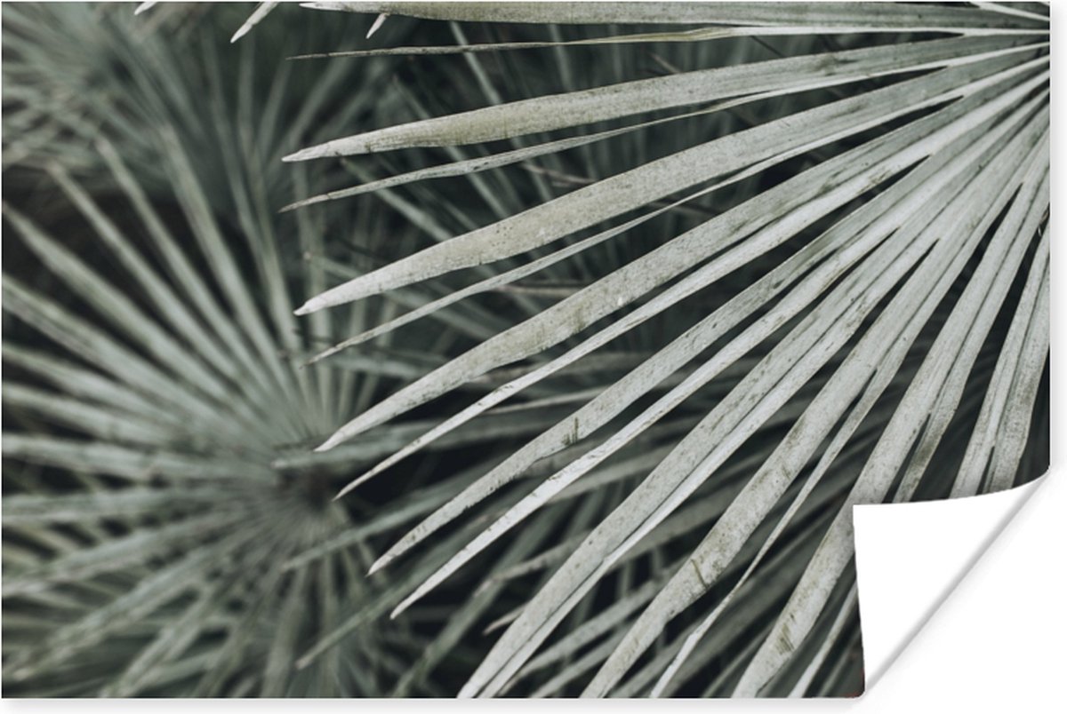 Poster Bladeren - Groen - Palm - 60x40 cm