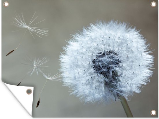 Tuinposter - Paardenbloem - Pluizen - Bloem - Blauw - Wit - 40x30 cm - Tuinposters - Tuin - Wanddecoratie - Tuindecoratie - Tuindoek - Buitenposter