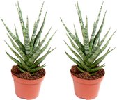 Kamerplanten van Botanicly – 2 × Vrouwentongen – Hoogte: 25 cm – Sansevieria Torch