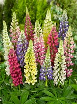 45x Lupine 'Lupine russell hybrid gemeng'  - BULBi® bloembollen en planten met bloeigarantie