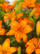 80x Lelie 'Aziatisch oranje' - BULBi® Bloembollen met bloeigarantie