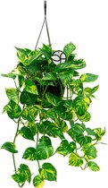 Scindapsus Epipremnum Aureum | Drakenklimop