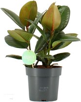 SIMPLYBLOOM.EU - Ficus Robusta