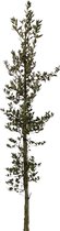 Steeneik - Quercus Ilex | Omtrek: 10-14 cm | Hoogte: 300 cm