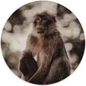 Label2X - Muurcirkel monkey - Ø 12 cm - Forex - Multicolor - Wandcirkel - Rond Schilderij - Muurdecoratie Cirkel - Wandecoratie rond - Decoratie voor woonkamer of slaapkamer