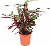 Stromanthe Sanguinea 'Triostar' | Schaduwplant