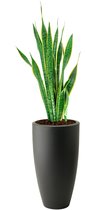 Sansevieria Laurentii in Pure Soft antraciet | Vrouwentong