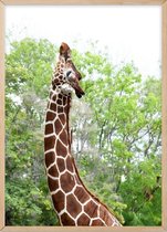 Poster Met Eiken Lijst - Elegante Giraffe Poster