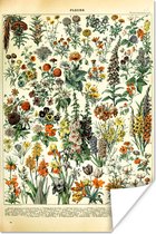 Affiche Fleurs - Plantes - Vintage - Adolphe Millot - Art - 20x30 cm