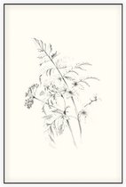 Fluitenkruid zwart-wit Schets (Wild Beaked Parsley) - Foto op Akoestisch paneel - 60 x 90 cm