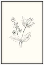 Actaea zwart-wit Schets (Baneberry) - Foto op Akoestisch paneel - 100 x 150 cm