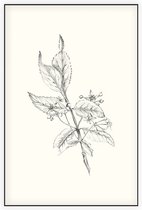 Kardinaalsmuts zwart-wit Schets (Spindle Tree) - Foto op Akoestisch paneel - 150 x 225 cm