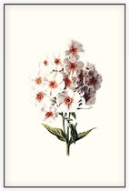 Vlambloem (Phlox White) - Foto op Akoestisch paneel - 80 x 120 cm