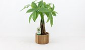 Kamerplanten van Botanicly – 2 × Geldboom – Hoogte: 45 cm – Pachira aquatica