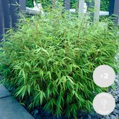 2x Fargesia rufa – Bamboe – Tuinplant – Winterhard - ⌀14 cm - 35-45 cm