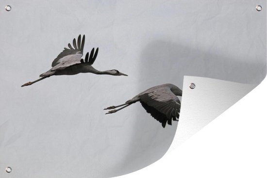 Muurdecoratie Europese kraanvogels vliegen samen door de lucht