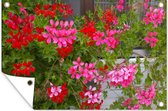 Tuindecoratie Geranium bloemen in de tuin - 60x40 cm - Tuinposter - Tuindoek - Buitenposter