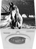 Wasmachine beschermer mat - Zwarte Marwari tijdens de laatste zonnestralen - zwart wit - Breedte 60 cm x hoogte 60 cm