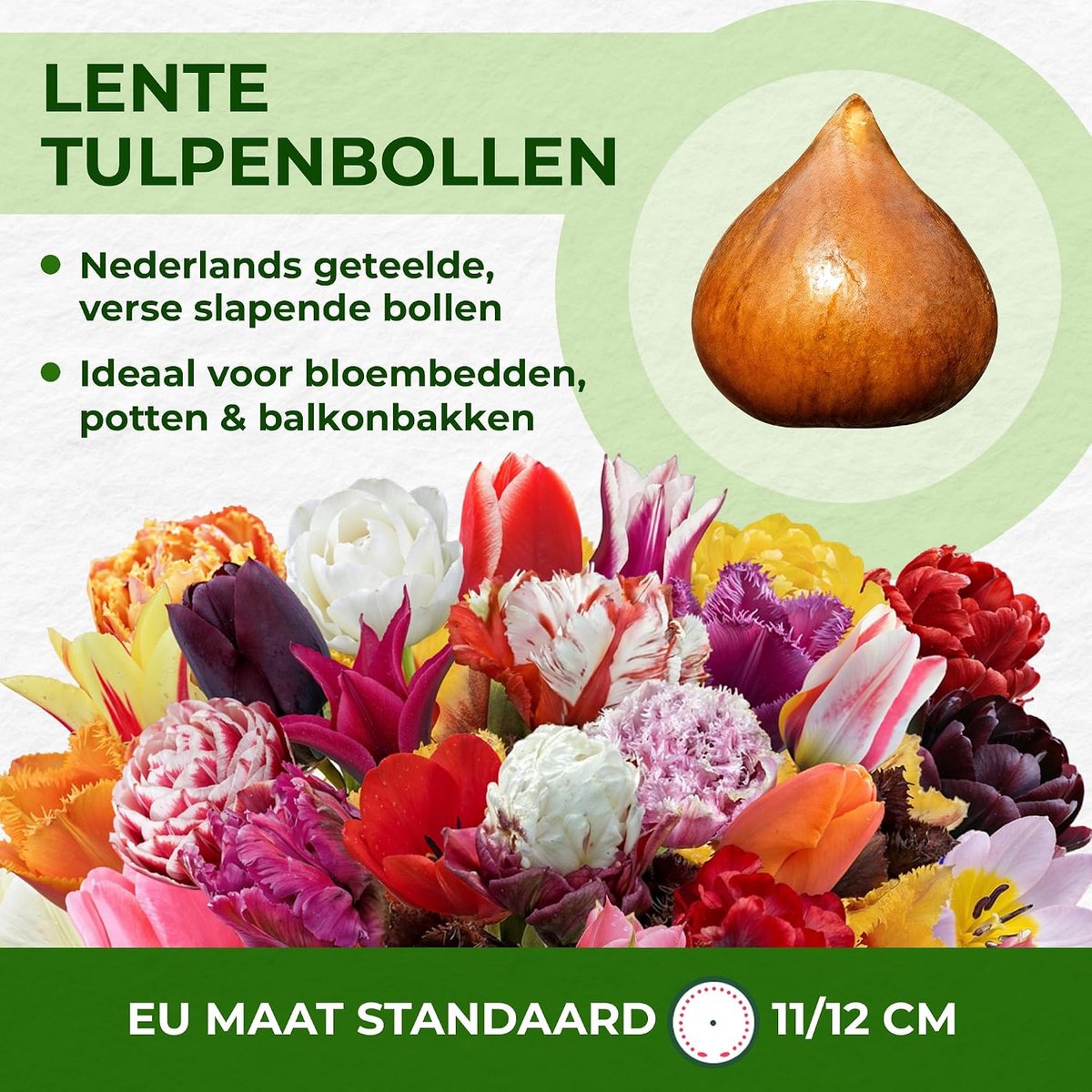 Tulpenbollen "Yellow Passion" (25 bollen) exclusieve gele tulpen