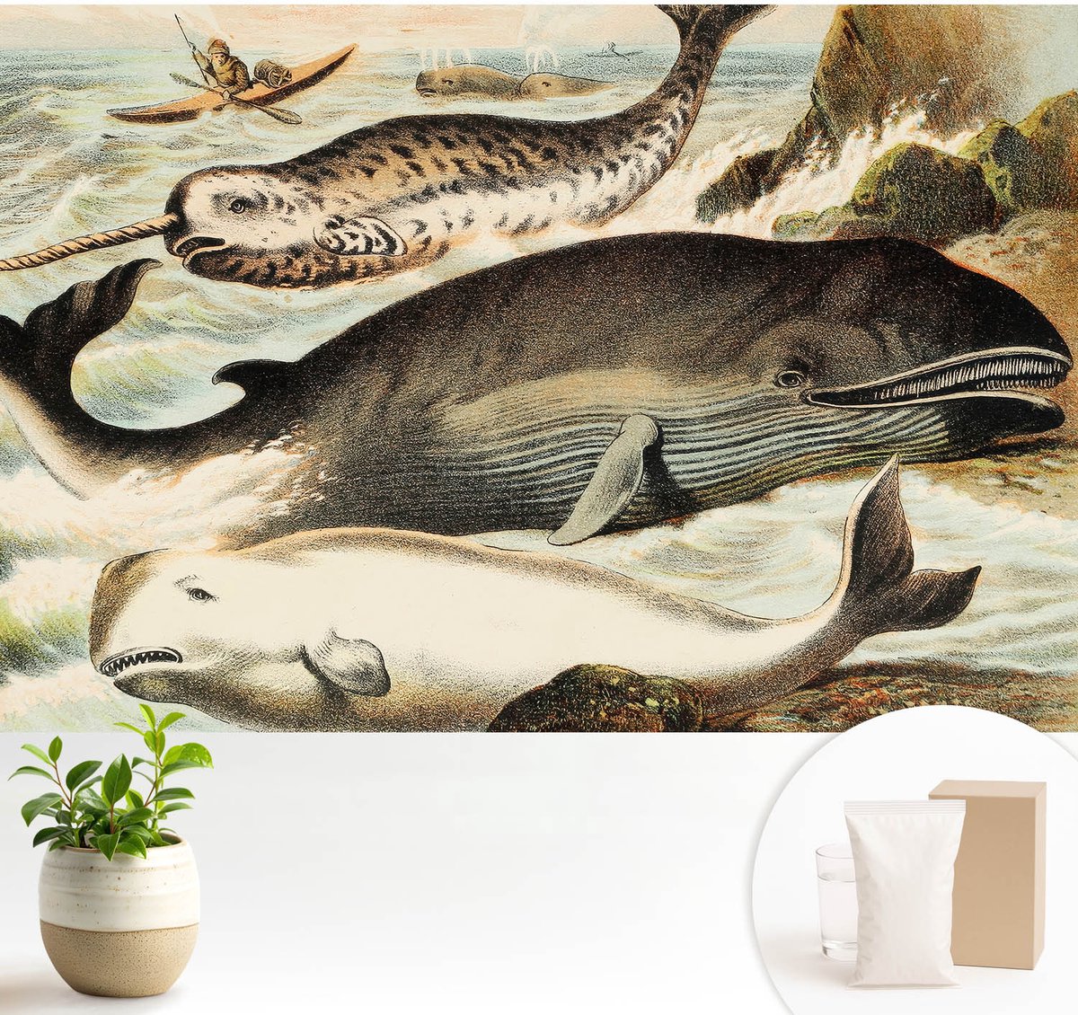 Wallfluent Fotobehang - Wit Vliesbehang - 104x70 cm - Zeereuzen Muurschildering - Gang behang Dieren - Fotobehang Vlies - Slaapkamer behang