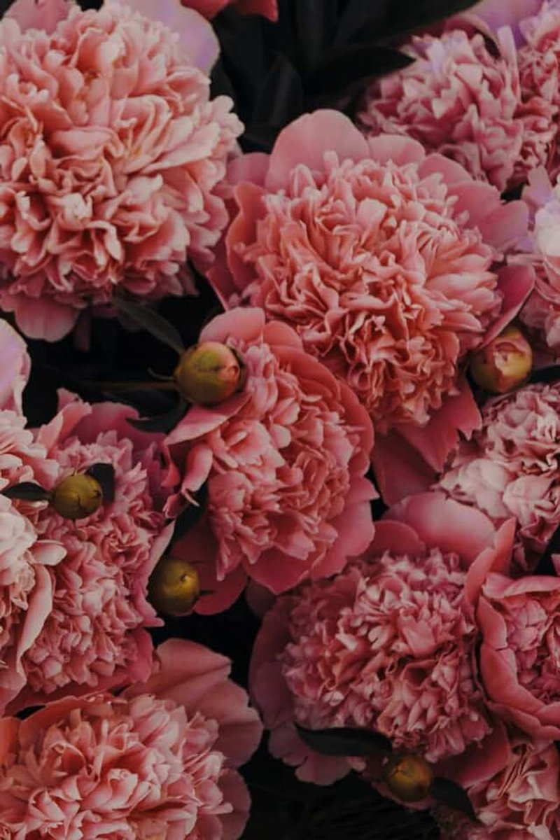 Flores de peonía: Cuaderno con líneas y diseño floral elegante