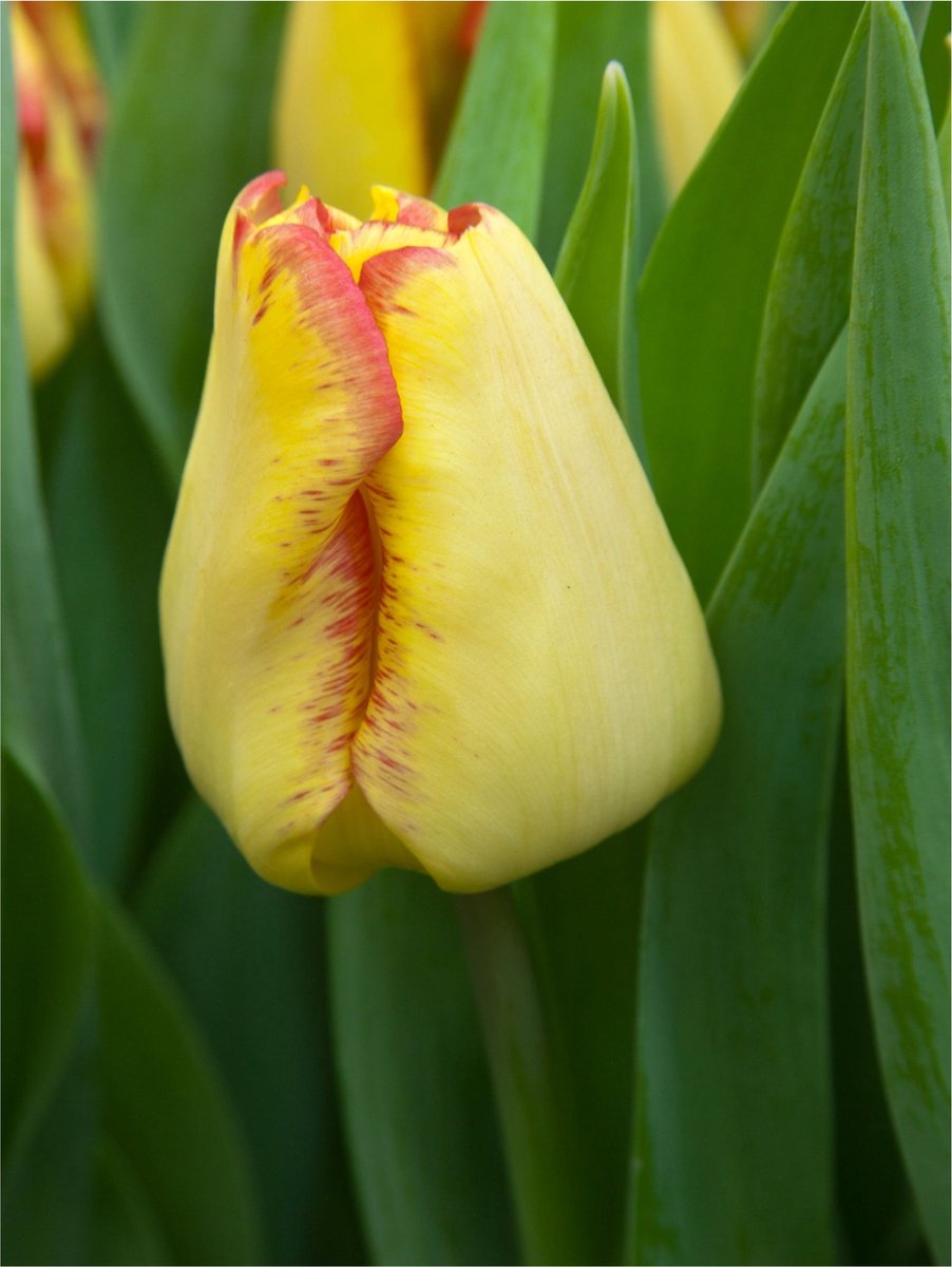 20x Tulpen 'Cape town' - BULBi® Bloembollen met bloeigarantie