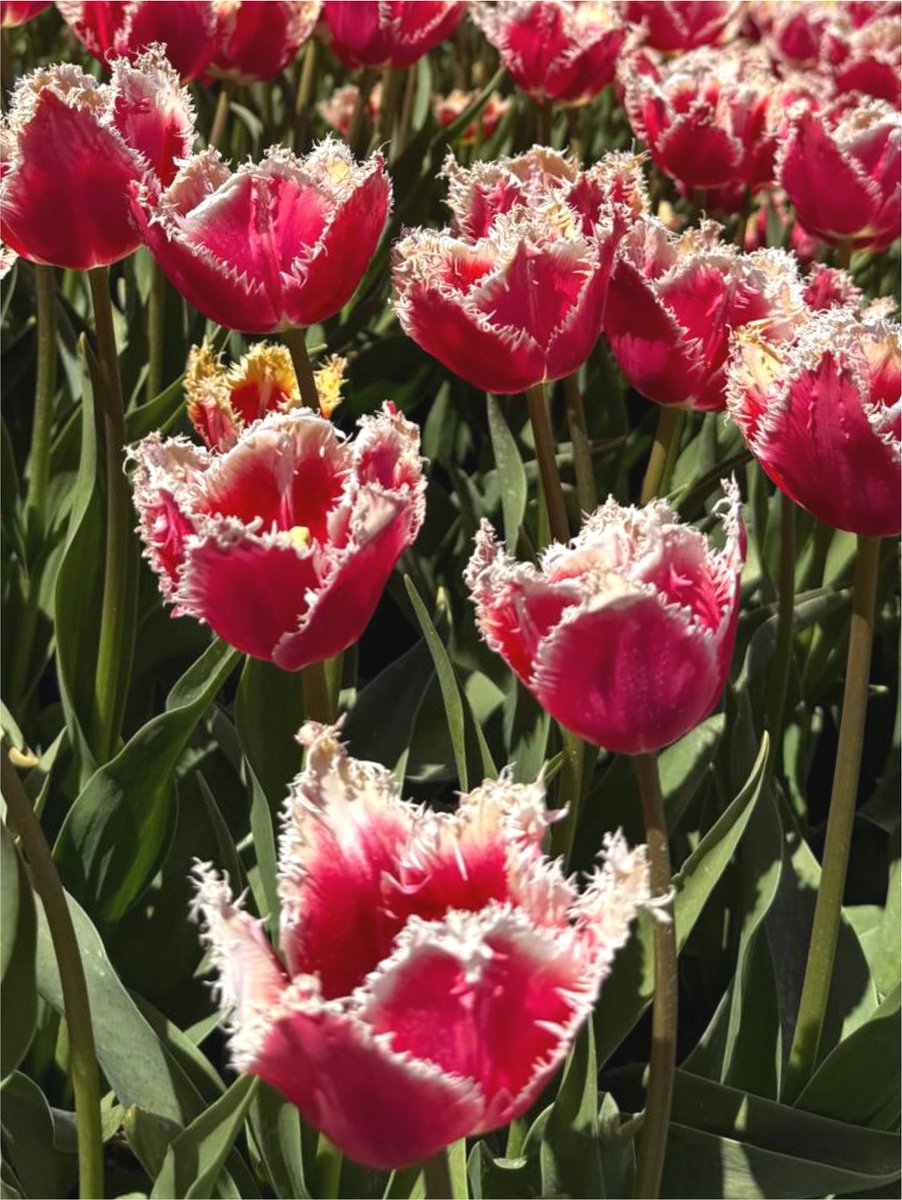 10x Tulpen 'Blushing fire' - BULBi® Bloembollen met bloeigarantie