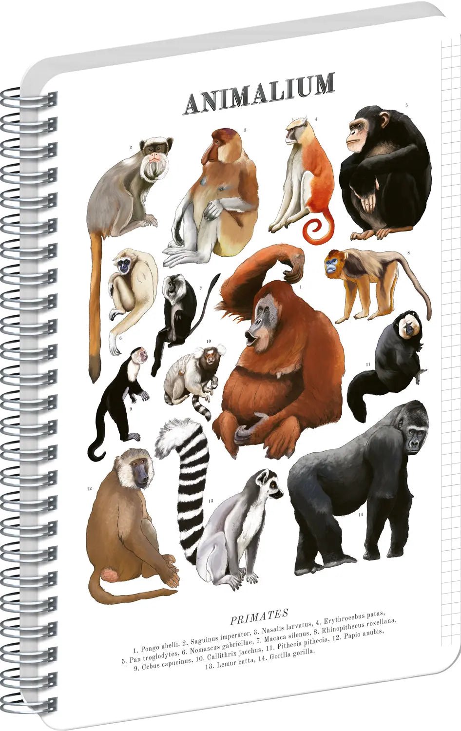 Animalium – Primates Spiraal Notitieboek A4 Ruitjes