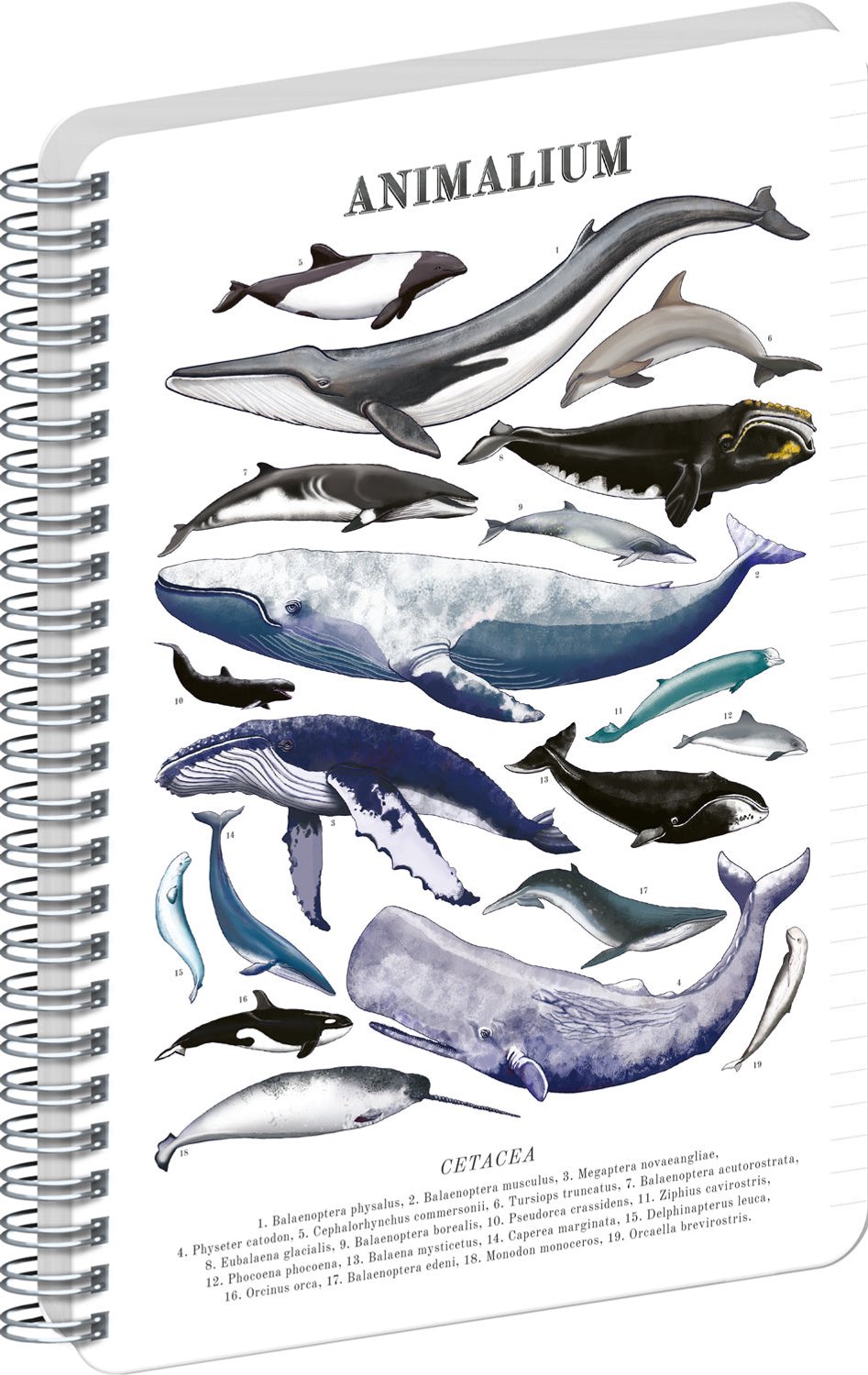 Animalium – Marine Life Spiraal Notitieboek A4