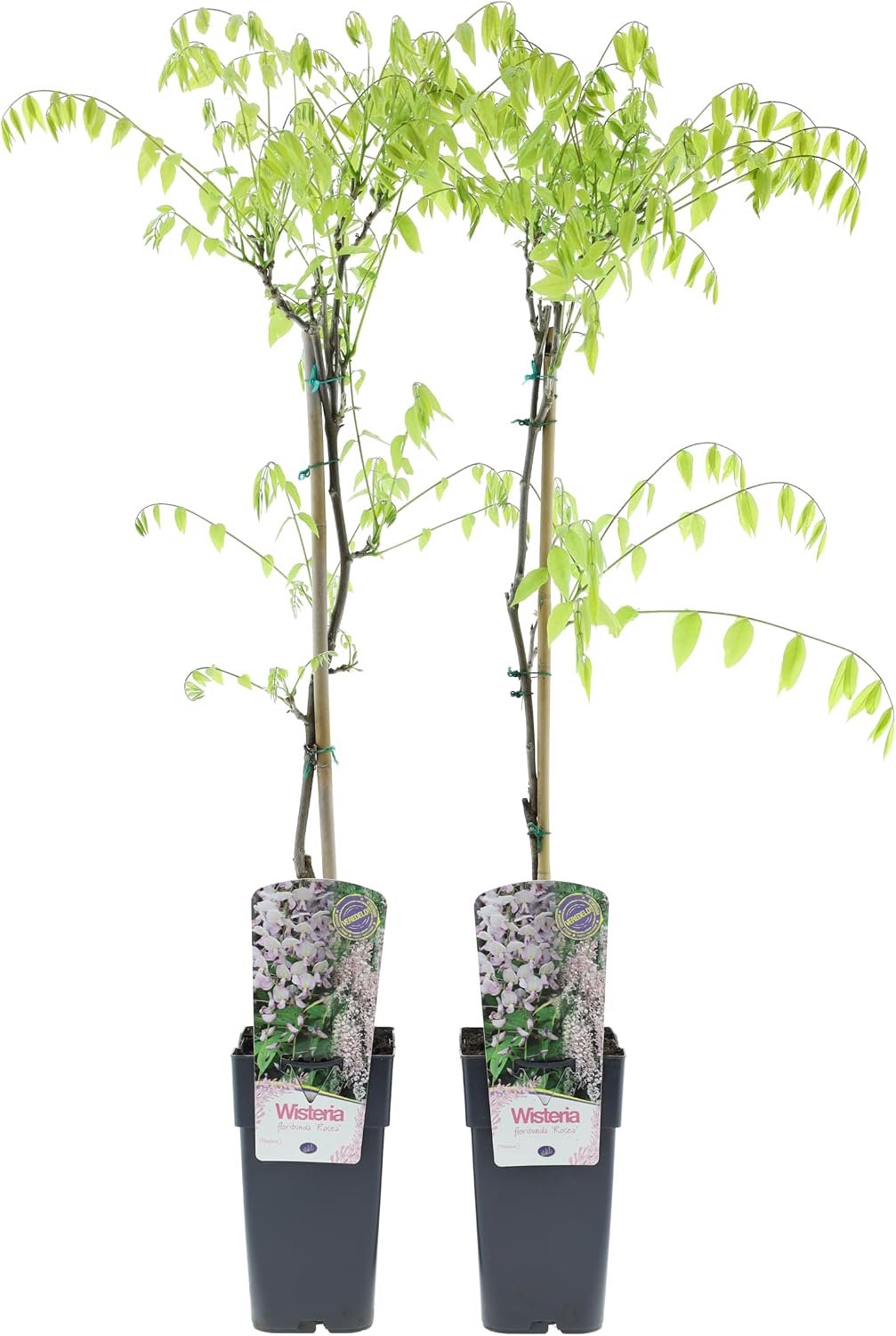 Wisteria sinensis Blauregen Mix 70-80 cm in pot van 17 cm - klimplant, sterk bloeiend, veredeld voor hoge bloeikracht, winterhard, ideaal voor pergola, hek en gevel (2, Rosea "Rosa")